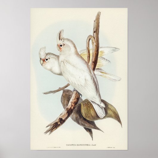 Poster Cockatoo taché de sang par Elizabeth Gould (Devant)