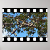 Cockatoos Australiens Sauvages Dans Les Gommes,