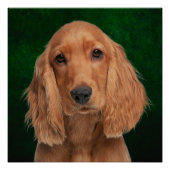 Poster Cocker Spaniel (Devant)