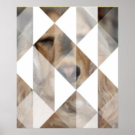 Poster Cocker Spaniel (Devant)