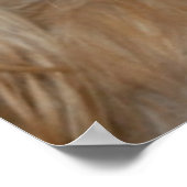 Poster Cocker Spaniel (Coin)