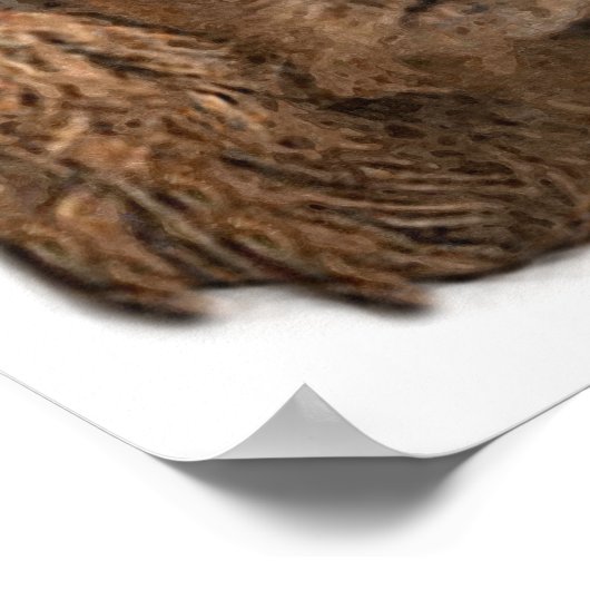 Poster Cocker Spaniel (Coin)
