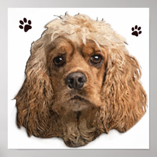 Poster Cocker Spaniel