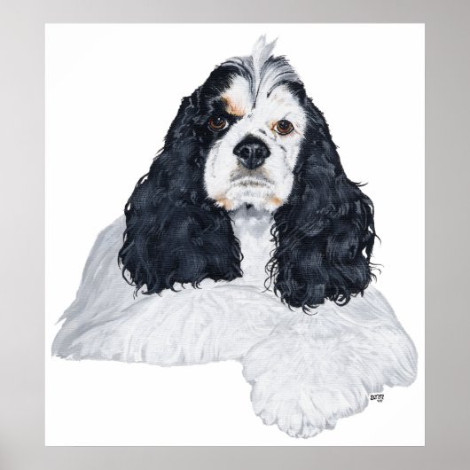 Poster Cocker Spaniel Américain (Devant)