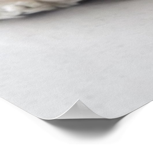 Poster Cocker spaniel chien dormir (Coin)