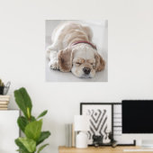 Poster Cocker spaniel chien dormir (Bureau à domicile)