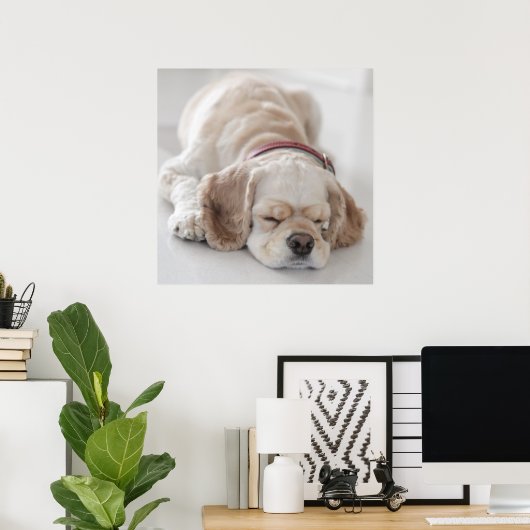 Poster Cocker spaniel chien dormir (Bureau à domicile)