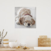 Poster Cocker spaniel chien dormir (Cuisine)
