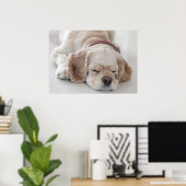 Poster Cocker spaniel chien dormir (Bureau à domicile)