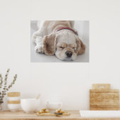 Poster Cocker spaniel chien dormir (Cuisine)