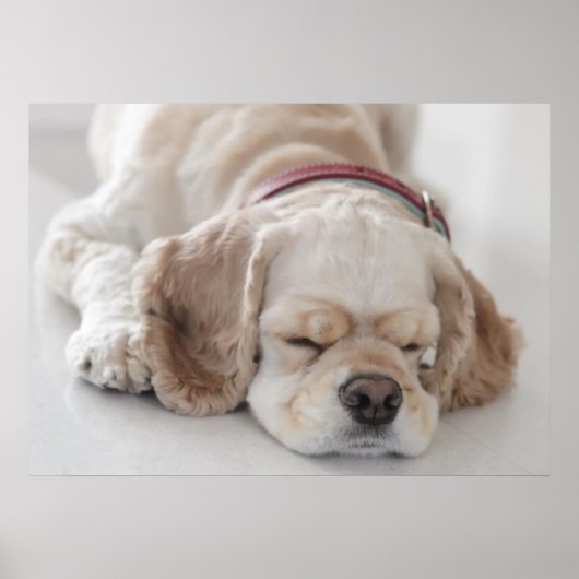 Poster Cocker spaniel chien dormir (Devant)