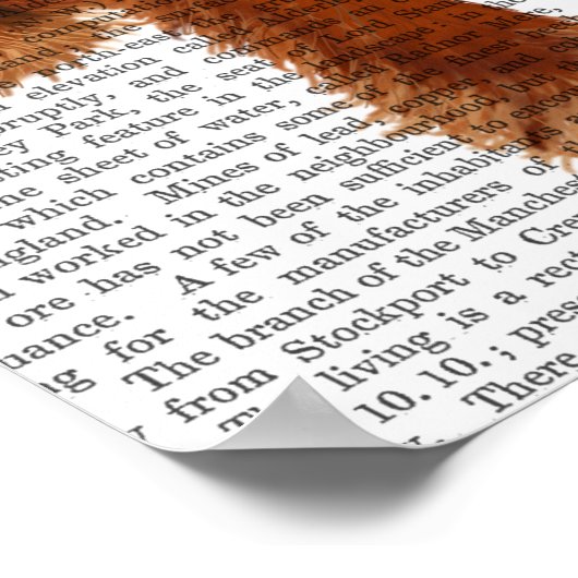 Poster Cocker Spaniel Plain (Coin)