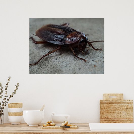 Poster Cockroach (Cuisine)