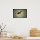 Poster 🪳 Cockroach américain (Cuisine)