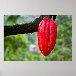 Poster cocod