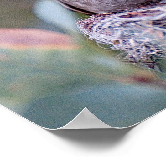 Poster Cocolibri et bébés (Coin)