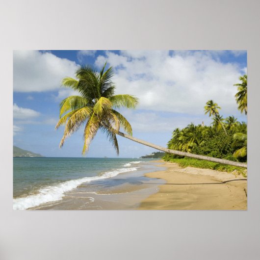 Poster Coconut Grove Beach à Cades Bay, avec St. 2 (Devant)