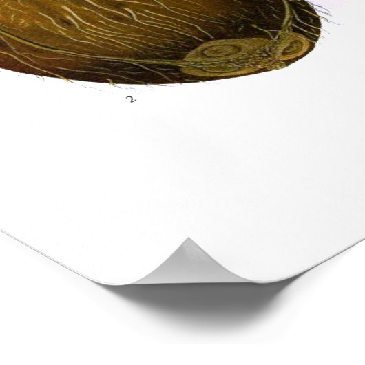 Poster Cocos nucifera (cocotier) (Coin)