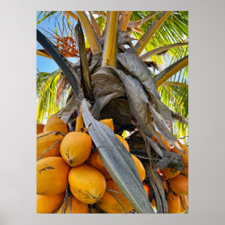 Poster Cocotiers d'or