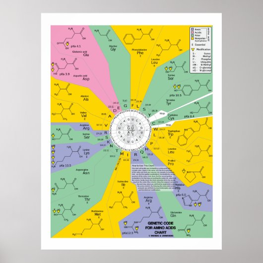 Poster Code Génétique Pour Les Acides Aminés (Roue Graphi (Devant)