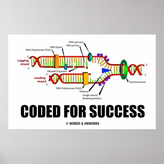 Poster Coded For Success DNA Replication Humor (Devant)