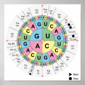 Poster Codons Amino Acids Table Code génétique ADN (Devant)