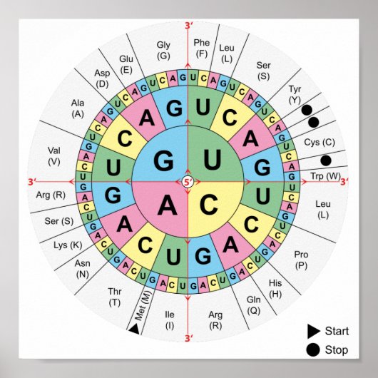 Poster Codons Amino Acids Table Code génétique ADN (Devant)