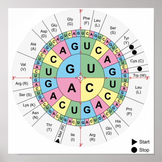 Poster Codons Amino Acids Table Code génétique ADN (Devant)
