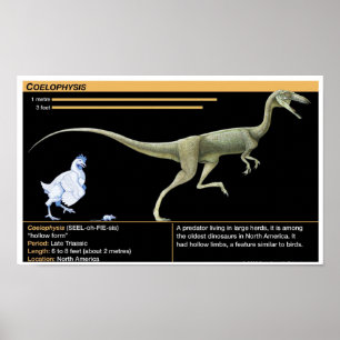 Poster Coelophysis - Biologie Jurassique