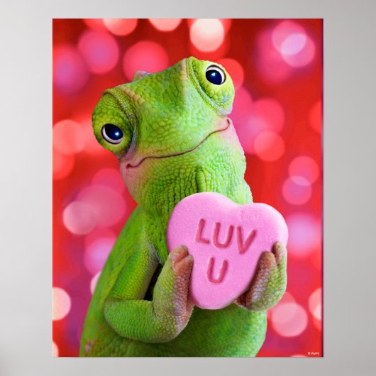 Poster Cœur de Caméléon (Amour toi) (Devant)