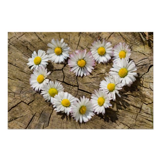 Poster Cœur de marguerite (Devant)