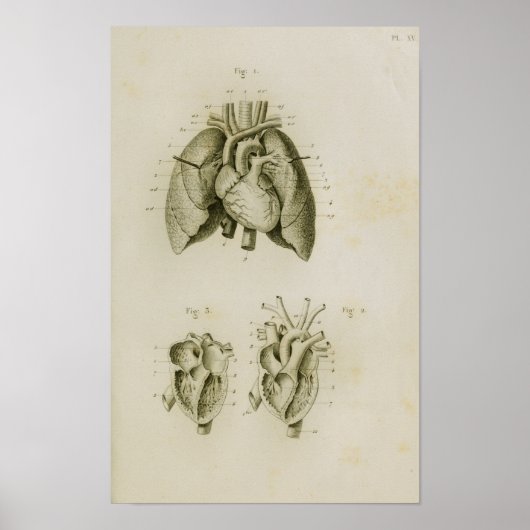 Poster Coeur et poumons humains Anatomie Vintage Imprimer (Devant)
