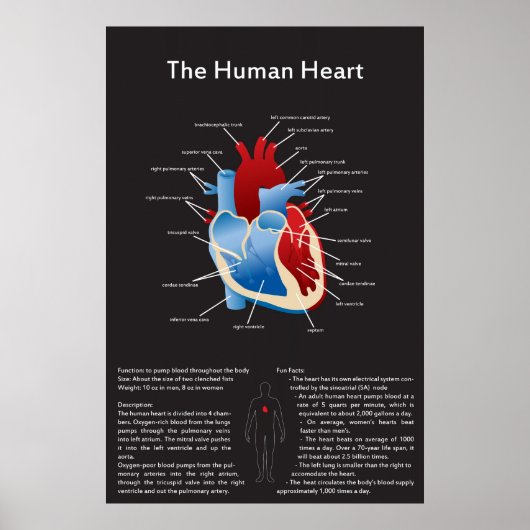 Poster Coeur humain (Devant)