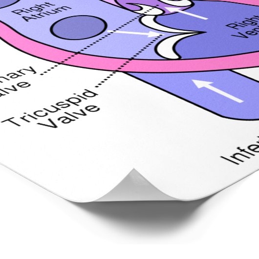 Poster Coeur humain (Coin)