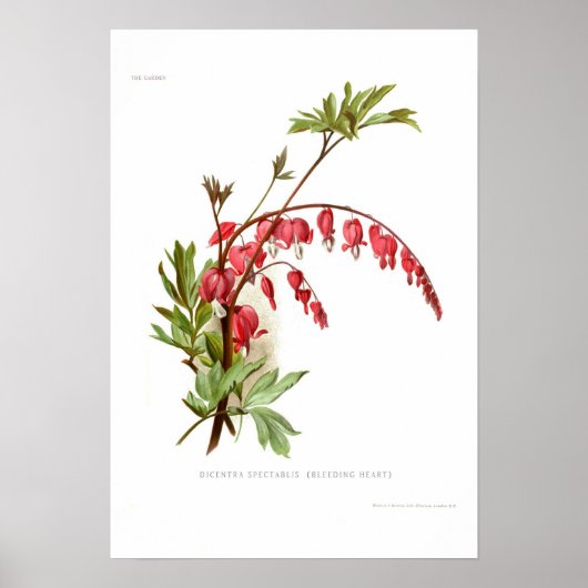 Poster Coeur saignant (Dicentra spectablis) (Devant)