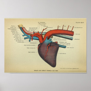 Poster Coeur vintage de la copie d'anatomie de cheval