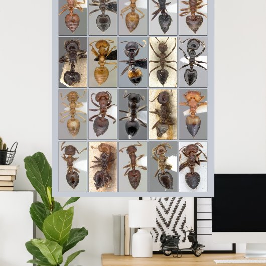 Poster Coeurs AntWeb Crematogaster (Bureau à domicile)