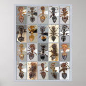 Poster Coeurs AntWeb Crematogaster (Devant)