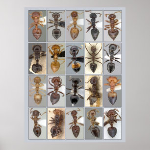 Poster Coeurs AntWeb Crematogaster