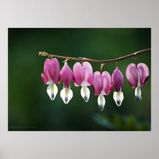 Poster Coeurs dainty Imprimer (Devant)