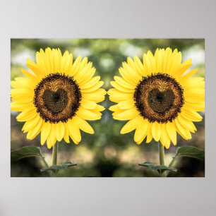 Poster Coeurs de tournesol dans l'amour