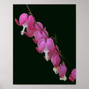 Poster Coeurs saignants roses Fleur