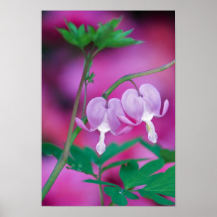 Poster Coeurs Saignants Se Connectant Dans Le Jardin. Cré