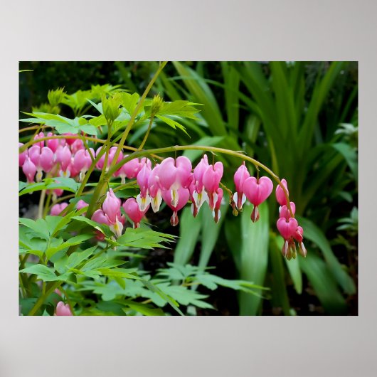 Poster Coeurs toxiques (Devant)