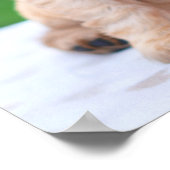 Poster Coker Spaniel (Coin)