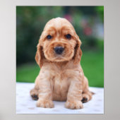 Poster Coker Spaniel (Devant)