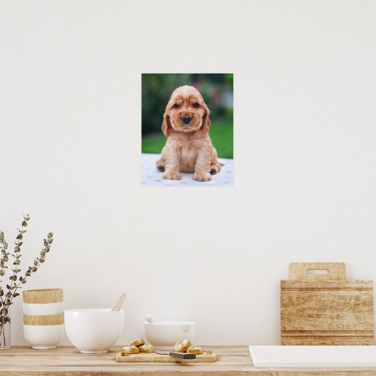 Poster Coker Spaniel (Cuisine)
