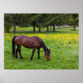 Poster Col Tihuta, Cheval dans le Pasture (Devant)