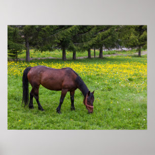 Poster Col Tihuta, Cheval dans le Pasture