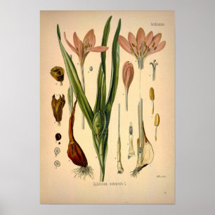Poster Colchicum Autumnale connu sous le nom de crocus